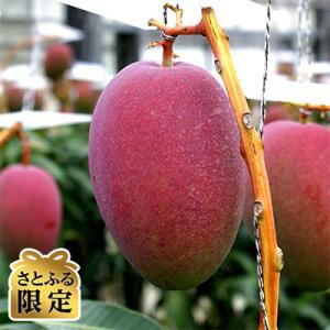 [2026年発送]国吉さんグループの完熟マンゴー1kg(2玉～4玉)【さとふる限定】