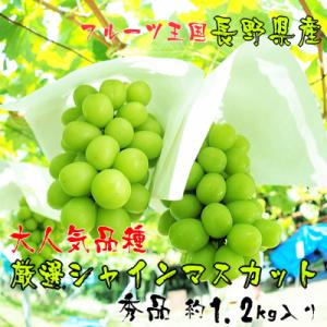 ふるさと納税 中野市 【大人気】信州中野の厳選シャインマスカット 秀品 約1.2kg(2〜3房)