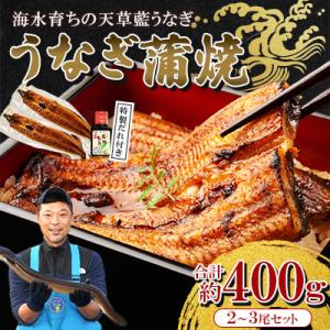 希少!数量限定!海水育ちの天草藍うなぎ　蒲焼き2～3尾セット