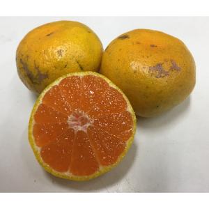 ふるさと納税 三木町 家庭用訳あり温州みかん　約5kg