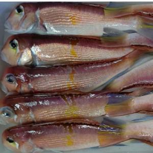 甘鯛の塩焼きの商品一覧 通販 Yahoo ショッピング