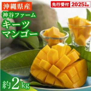 ふるさと納税 八重瀬町 【マンゴー農園直送!】2025年夏!神谷ファームのキーツマンゴー 約2kg