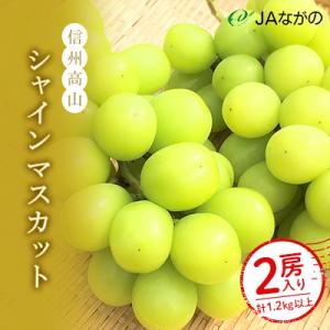 ふるさと納税 高山村 信州高山　シャインマスカット　1.2kg以上　2房入り