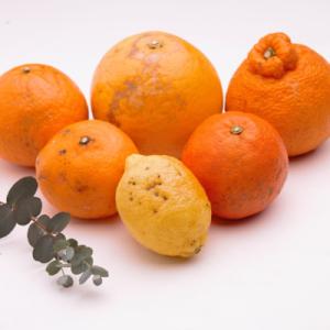 ふるさと納税 那智勝浦町 <2月より発送>家庭用 柑橘詰合せ2.5kg+75g(傷み補償分)【訳あり】