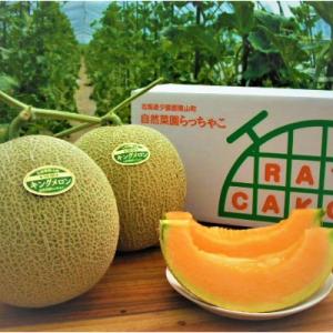 【2026年7月中旬より発送】北海道の森が育てた完熟朝採りキングメロン 2玉