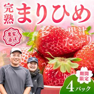 【期間限定】　農家直送!完熟まりひめ　いちご　4パック(2027年4月より順次発送)