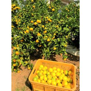 ふるさと納税 玉名市 坂本さんのみかん10kg　L〜2Sサイズ