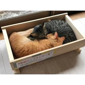 ふるさと納税 中津川市 3日で1035個売れた「付知ヒノキの高級ねこプランター」ダブルベッドサイズ