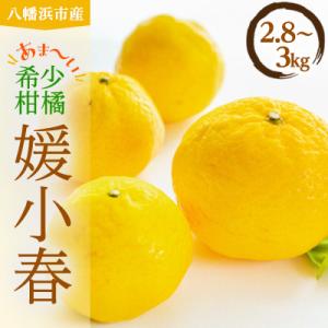 ふるさと納税 八幡浜市 平均糖度13度!愛媛のみで生産の希少品種「媛小春」(2.8kg〜3.0kg)...