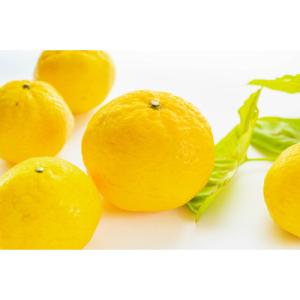 ふるさと納税 八幡浜市 平均糖度13度!愛媛のみで生産の希少品種「媛小春」(5kg)【E56-19】｜さとふる