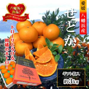 ふるさと納税 八幡浜市 2026年2月〜順次発送　柑橘の大トロ「せとか」約3kg  【D39-6】