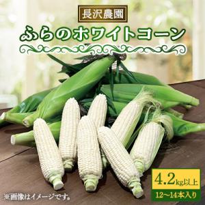 【2026年発送】富良野 ホワイトコーン4.2kg以上(12～14本)スイートコーン　とうもころし