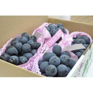 ふるさと納税 長野市 ナガノパープル　特秀　約1.8kg