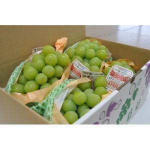 ふるさと納税 長野市 【先行受付】シャインマスカット　特秀　約1.8kg