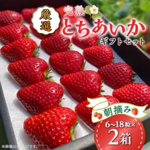 とちあいかギフトセット【鈴木いちご園】厳選・完熟・朝摘み　とちあいか贈答用　2箱