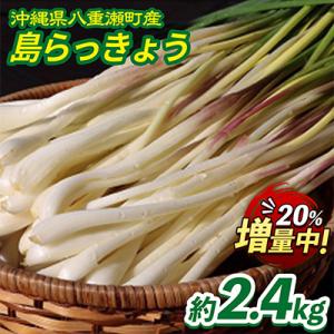 【数量限定】沖縄県八重瀬町産　島らっきょう約2.4kg