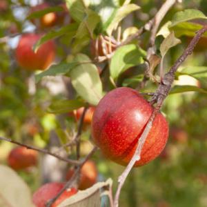 アイテムID:347365の画像1枚目