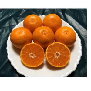 黒潮が育てた【“濃厚小玉”有田みかん】約3kg