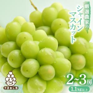 ふるさと納税 シャインマスカット 山梨市 【2026年発送 】シャインマスカット 2~3房 1.1k...