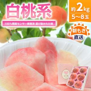 《2026年発送》桃 『白桃系』 約2kg 5～8玉 朝もぎ直送! 選び抜かれた桃