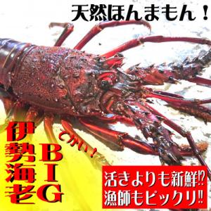 BIG伊勢海老400gセット(1尾)誤差30g以内!天然高知県産　刺身OK!簡単調理説明書付き。