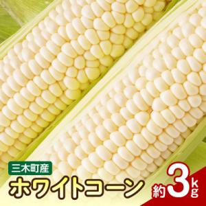 【先行受付2027年】三木町産　ホワイトコーン　約3kg