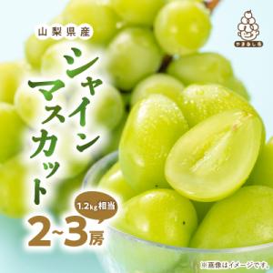 ふるさと納税 山梨市 【2026発送】厳選 池田青果のシャインマスカット2房〜3房(1.2kg相当)...