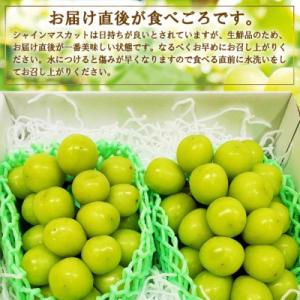 ふるさと納税 山梨市 厳選 池田青果のシャイン...の詳細画像1
