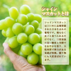 ふるさと納税 山梨市 厳選 池田青果のシャイン...の詳細画像3