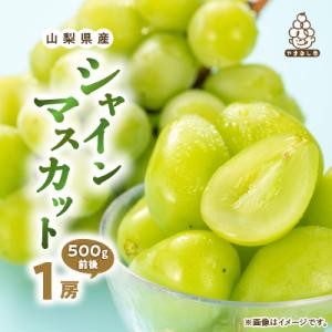 シャインマスカット1房(500g前後 ふるさと納税)