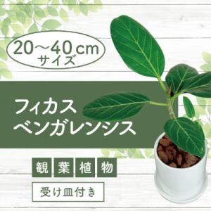 ふるさと納税 指宿市 3月下旬〜発送【観葉植物】フィカス・ベンガレンシス20cm〜40cm 陶器鉢(...