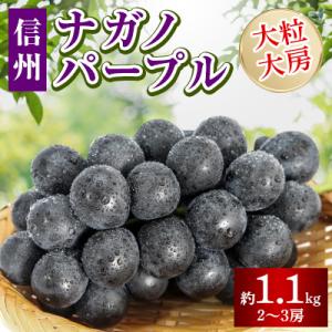 ふるさと納税 長野市 【2024年先行受付】ナガノパープル皮ごと旨い!大粒大房 2〜3房(約1.1k...