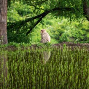 ふるさと納税 尾花沢市 【令和8年産】先行受付...の詳細画像1