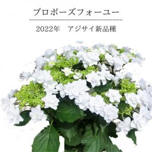 ふるさと納税 藤枝市 【 母の日に!】アジサイ新...の商品画像