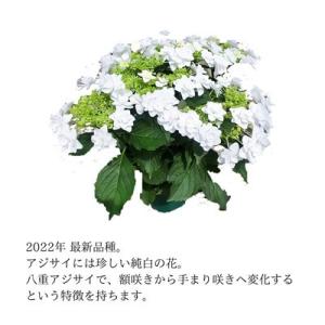ふるさと納税 藤枝市 【 母の日に!】アジサイ...の詳細画像1