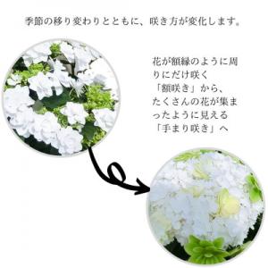 ふるさと納税 藤枝市 【 母の日に!】アジサイ...の詳細画像2