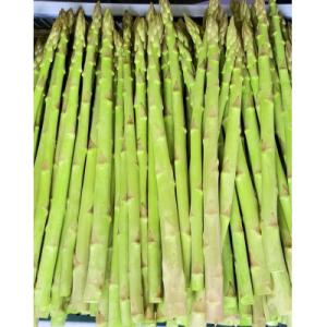 ふるさと納税 まんのう町 超極太(3Lサイズ)!アスパラガス