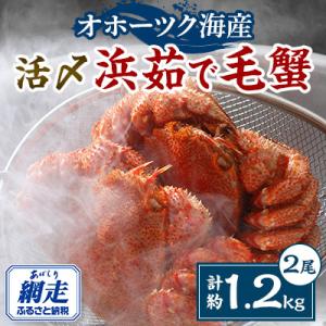 ふるさと納税 網走市 【先行受付】活〆流氷海明け毛蟹×2尾(計約1.2kg)冷蔵便届けセット