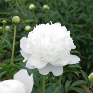 ふるさと納税 中野市 シャクヤク切花 2品種8本入りの詳細画像1
