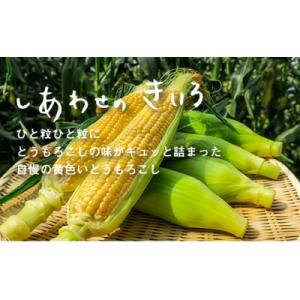 ふるさと納税 栗山町 【2026年7月下旬より発送】大地の恵み「とうもろこし(イエロー)」7本