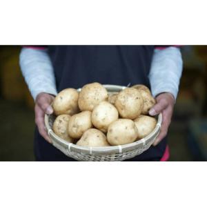 ふるさと納税 雲仙市 なんぐしデジマ(春作じゃがいも)5kg