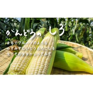 【2026年7月下旬より発送】大地の恵み「とうもろこし(ホワイト)」7本(3kg前後)