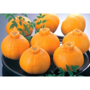 ふるさと納税 上天草市 不知火　約5kg(15〜20玉)【数量限定】【2月下旬より順次発送】