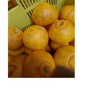 ふるさと納税 湯浅町 黒潮が育てた有田の不知火家庭用・サイズ混合約5kg