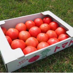 ふるさと納税 豊丘村 ≪美味しいトマトが実りました≫　　　　　はるる農園のトマト「桃太郎」約4kg