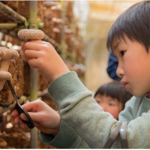 ふるさと納税 佐倉市 きのこ狩り体験チケット×6枚(500g)