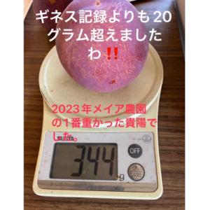 【2026年発送/先行受付】すもも貴陽　デカ玉　約1.5キロ