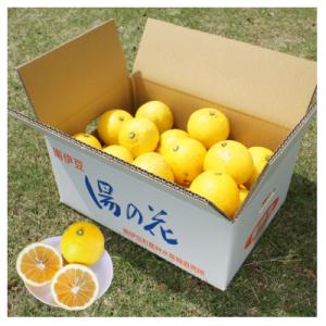ふるさと納税 南伊豆町 湯の花　伊豆の香りニューサマーオレンジ5kg箱