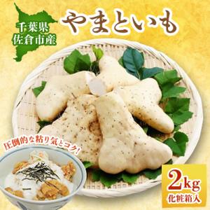 佐倉市産やまといも　2kg×1箱