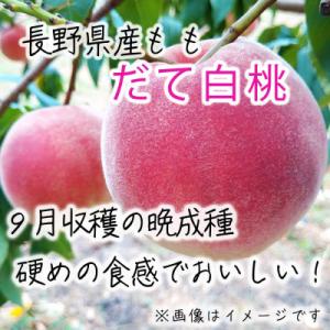 ふるさと納税 須坂市 長野県産 晩成種桃 だて白桃【訳あり品】約3kg(7〜12個入り)